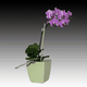 mini_Mini_Green_Orchid_06_01.gif