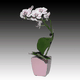 mini_Mini_Pink_Orchid_01_01.gif