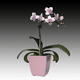 mini_Mini_Pink_Orchid_05_01.gif
