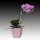 mini_Mini_Pink_Orchid_06_01.gif