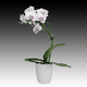mini_Mini_White_Orchid_01_01.gif