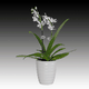 mini_Mini_White_Orchid_03_01.gif
