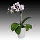 mini_Mini_White_Orchid_05_01.gif