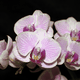 mini_Mini_Orchid_01_023.gif