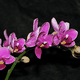 mini_Mini_Orchid_02_02.gif