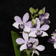 mini_Mini_Orchid_03_023.gif