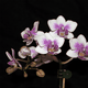 mini_Mini_Orchid_05_02.gif