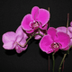 mini_Orchid_03_02.gif