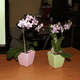 mini_Mini_Pink_Orchid_001.gif