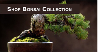Bonsai Collection